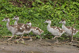 Egyptian Goose