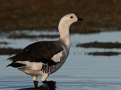 Upland Goose