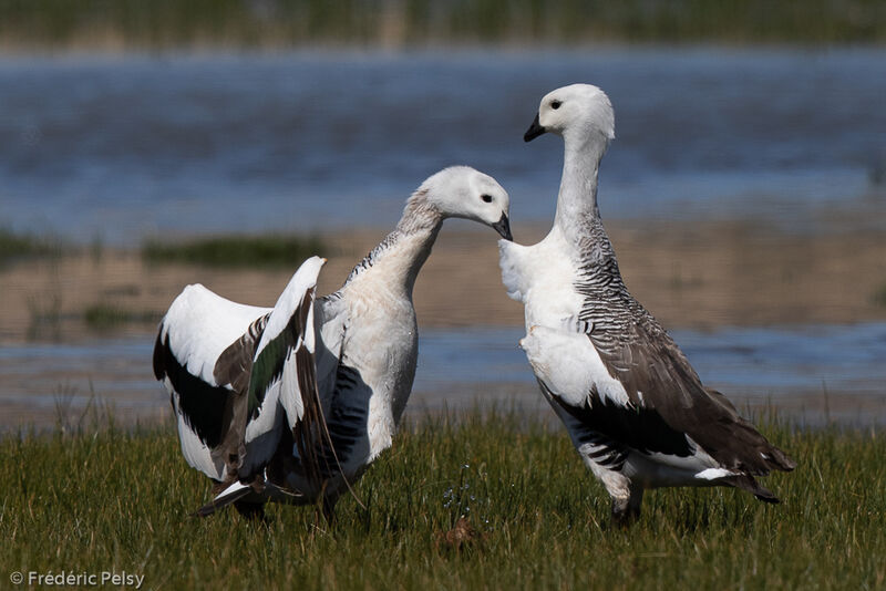 Upland Goose male, courting display