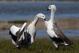 Upland Goose