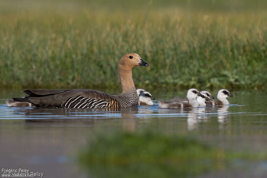 Upland Goose, Reproduction-nesting