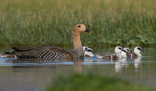 Upland Goose