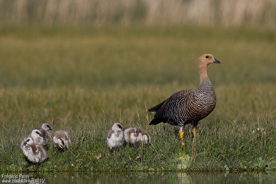 Upland Goose, Reproduction-nesting