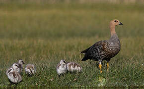 Upland Goose