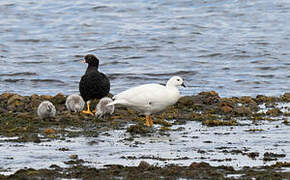 Kelp Goose