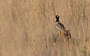 Northern Black Korhaan