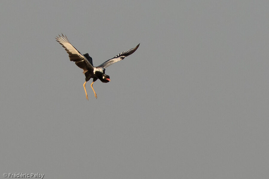 Northern Black Korhaan male adult, courting display