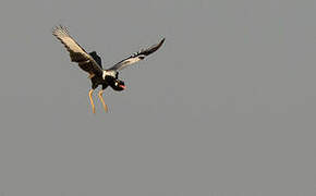 Northern Black Korhaan