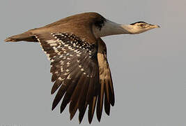 Great Indian Bustard