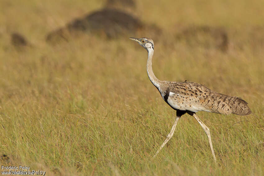 Black-bellied Bustard male adult, walking