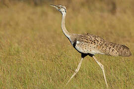 Black-bellied Bustard