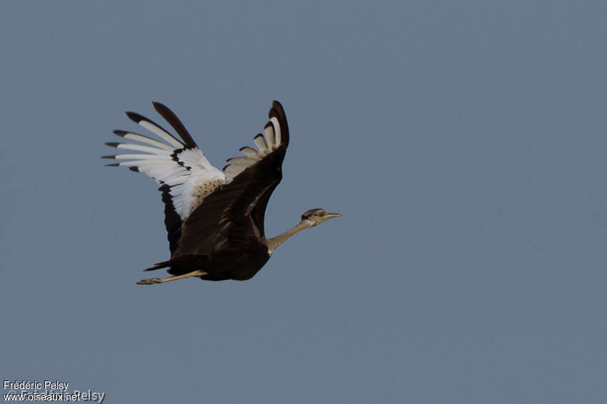 Black-bellied Bustard male adult, Flight