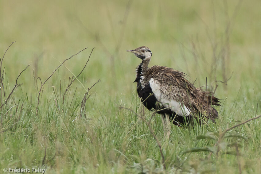 Black-bellied Bustardadult