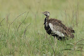 Black-bellied Bustard