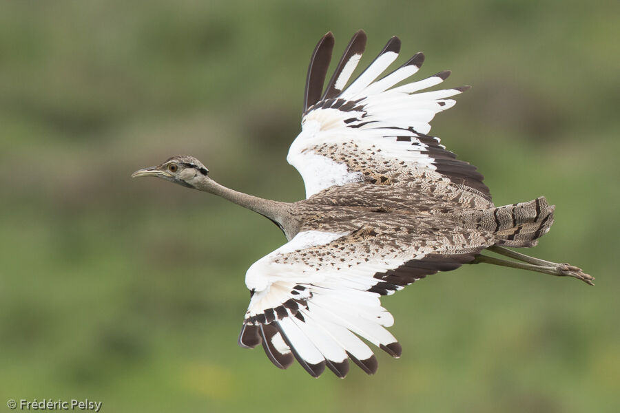 Black-bellied Bustard male adult, Flight