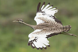 Black-bellied Bustard