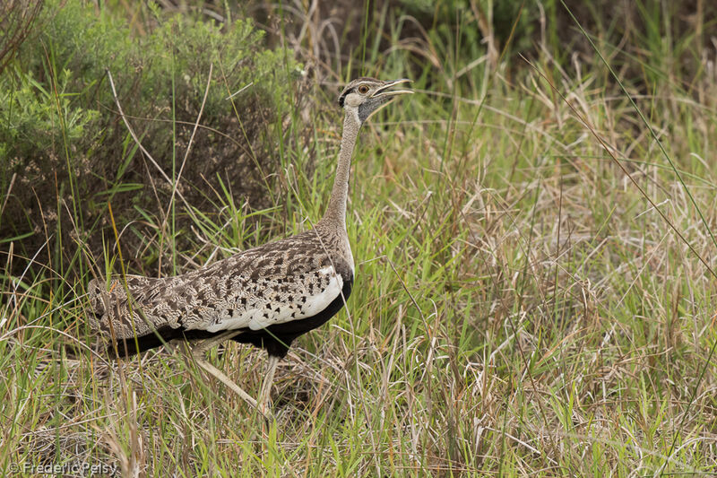 Black-bellied Bustard male adult, song