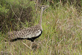 Black-bellied Bustard