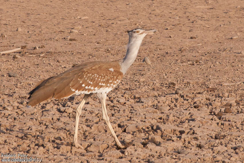 Outarde arabeadulte, identification