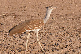 Arabian Bustard