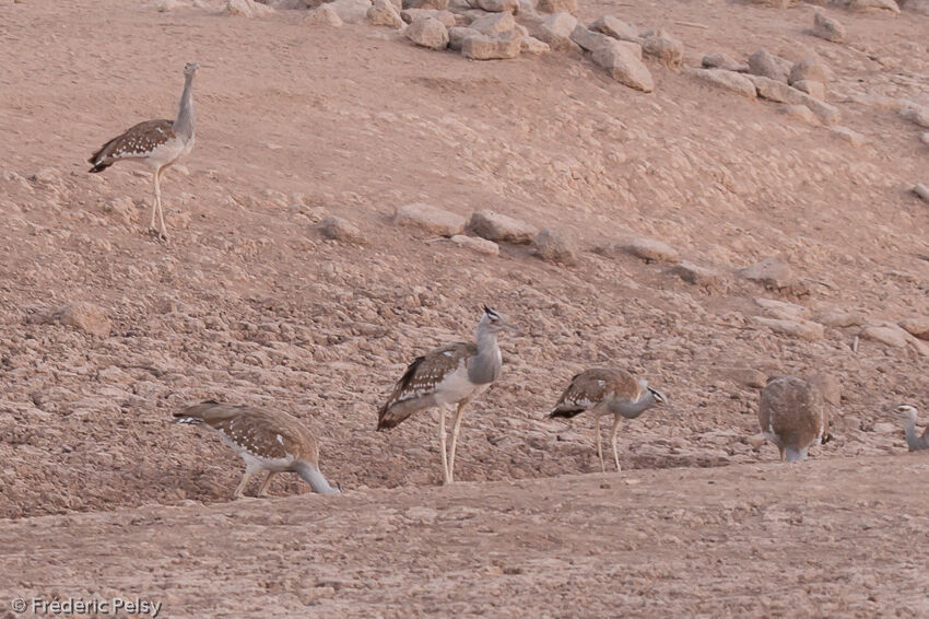 Arabian Bustard