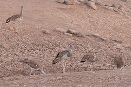 Arabian Bustard