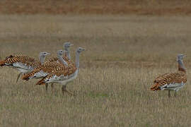 Great Bustard