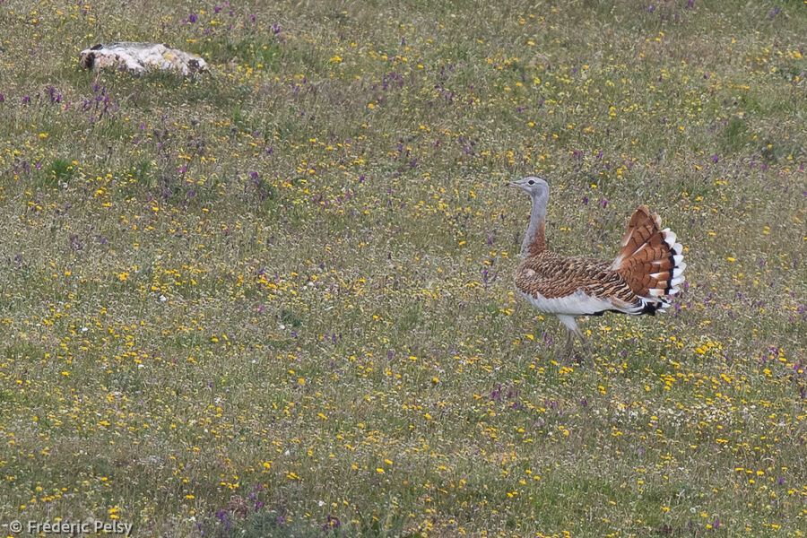 Great Bustard