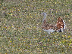 Great Bustard