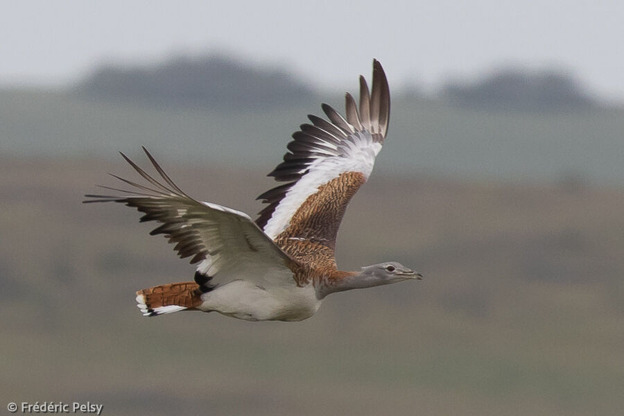 Great Bustard, Flight