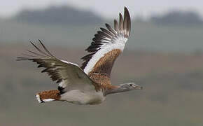 Great Bustard