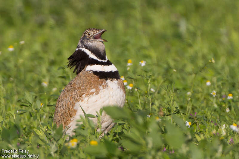 Little Bustard male adult, courting display, song