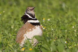 Little Bustard