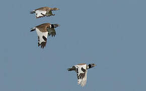 Little Bustard