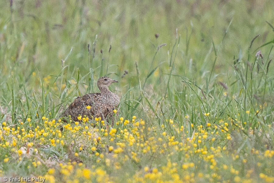 Little Bustard female adult