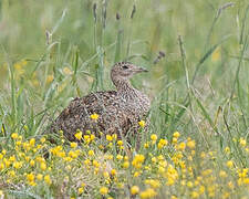 Little Bustard