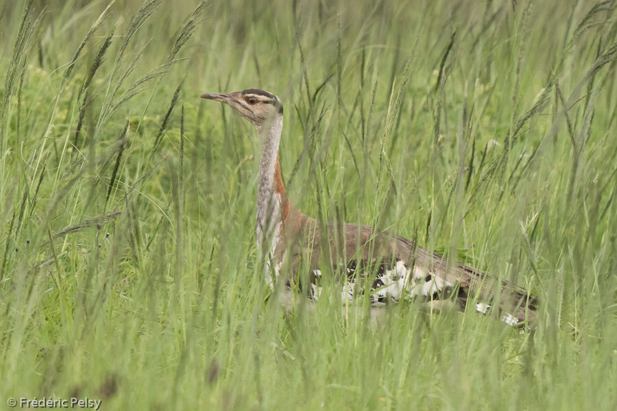 Denham's Bustard female adult