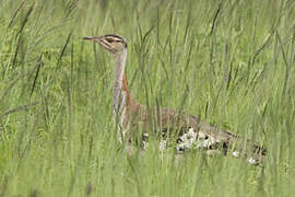 Denham's Bustard