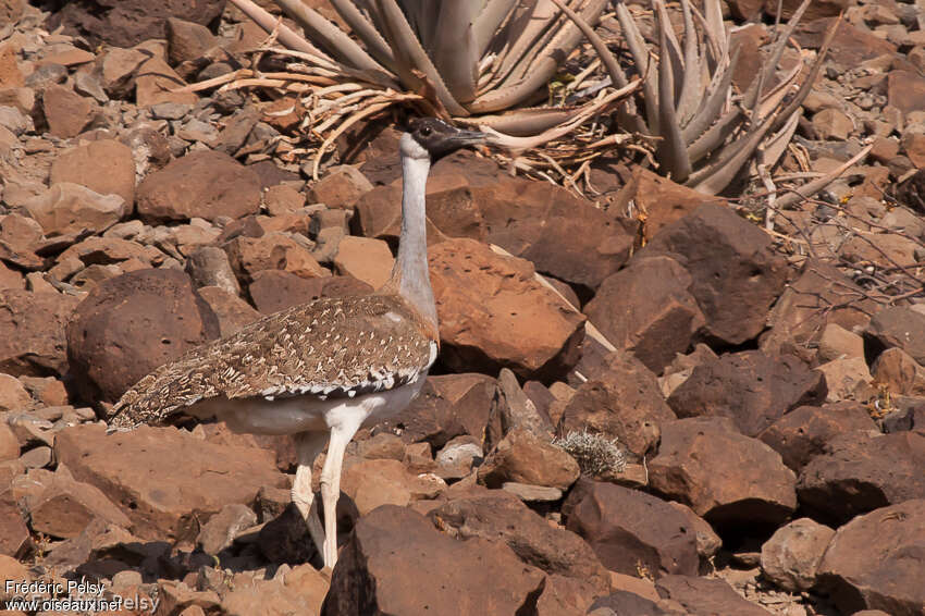 Heuglin's Bustard male adult, identification