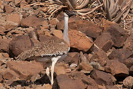 Heuglin's Bustard