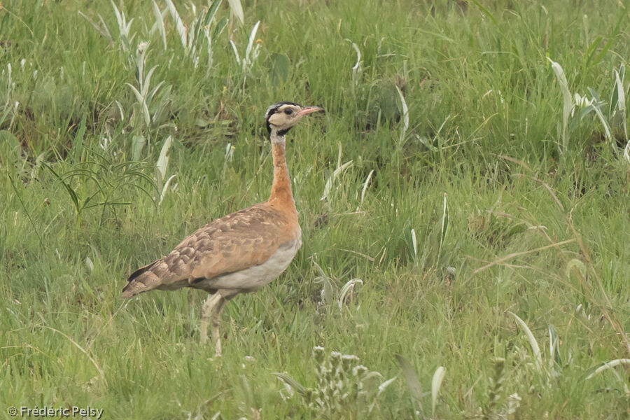 White-bellied Bustard male adult