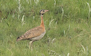 White-bellied Bustard