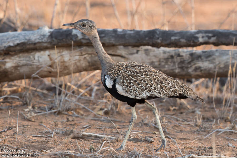 Outarde houppette mâle adulte, identification