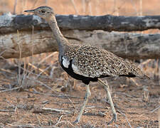 Red-crested Korhaan