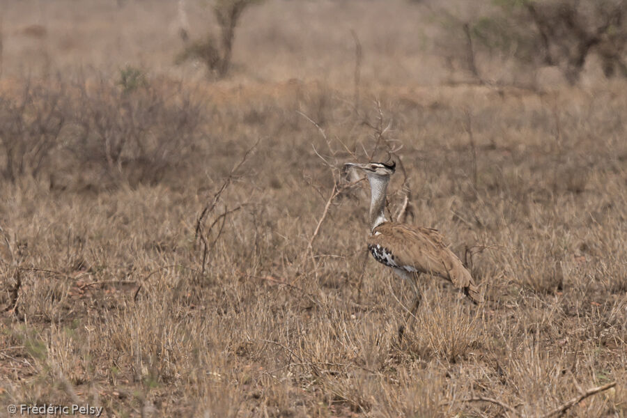 Kori Bustard