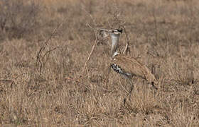 Kori Bustard