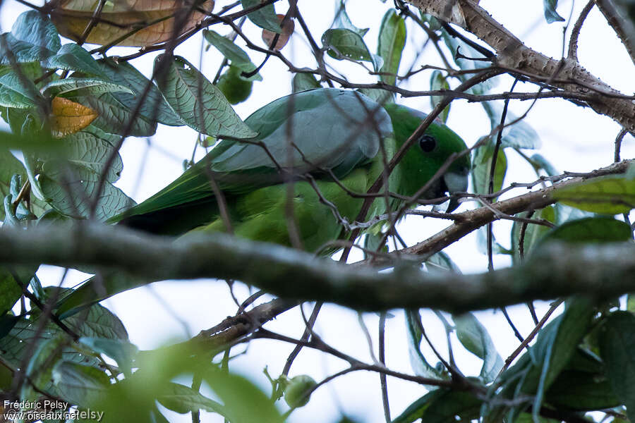 Golden-mantled Racket-tail