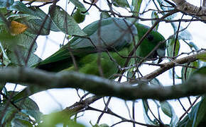 Golden-mantled Racket-tail