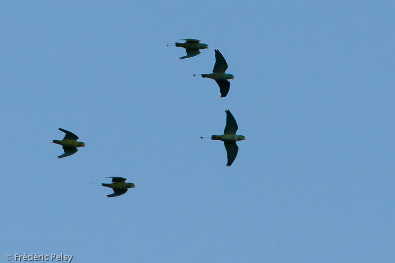 Blue-headed Racket-tailadult