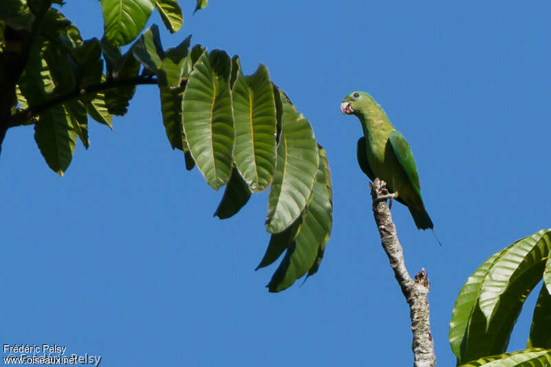 Blue-headed Racket-tailadult